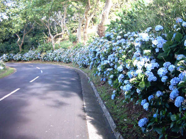 Hortensien blühen blau an der Straße entlang